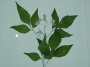 植物編のミツバウツギ科のミツバウツギ（三葉空木）
