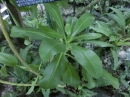 植物編のクサトベラ科のクサトベラ（草海桐花）