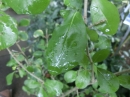 植物編のキントラノオ科のアセロラ（アセロラ）
