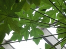 植物編のパパイヤ科のパパイヤ（蕃瓜樹）