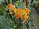 植物編のツツジ科のシャクナゲ（石楠花）