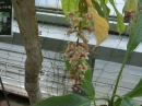 植物編のサガリバナ科のサガリバナ（下がり花）