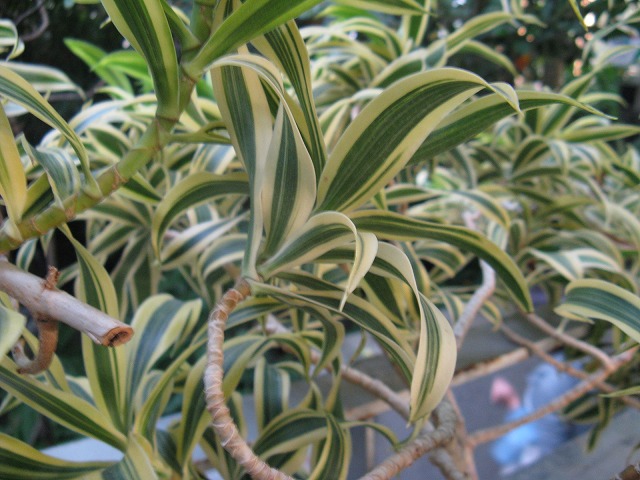 植物編のリュウゼツラン科のドラセナ レフレクサ