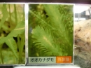植物編のトチカガミ科のオオカナダモ（大カナダ藻）