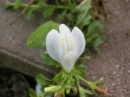 植物編のゴマノハグサ科のシロバナサギゴケ（白花鷺苔）