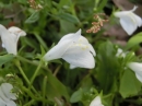 植物編のゴマノハグサ科のシロバナサギゴケ（白花鷺苔）