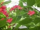 植物編のナンヨウザクラ科のナンヨウザクラ（南洋桜）