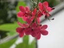 植物編のナンヨウザクラ科のナンヨウザクラ（南洋桜）