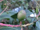 植物編のウルシ科のアップルマンゴー（アップルマンゴー）