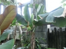 植物編のバショウ科のサンジャクバナナ（三尺バナナ）