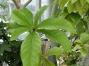 植物編のサガリバナ科のサガリバナ（下がり花）