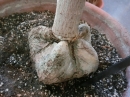 植物編のサガリバナ科のゴバンノアシ（碁盤の脚）
