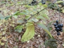 植物編のモクセイ科のイボタノキ（水蝋の木）