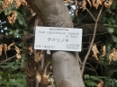 植物編のムクロジ科のチドリノキ（千鳥の木）