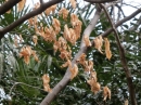 植物編のムクロジ科のチドリノキ（千鳥の木）