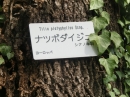 植物編のシナノキ科のナツボダイジュ（夏菩提樹）