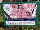 植物編のサクラ科のサクラ（ジンダイアケボノ）(桜)