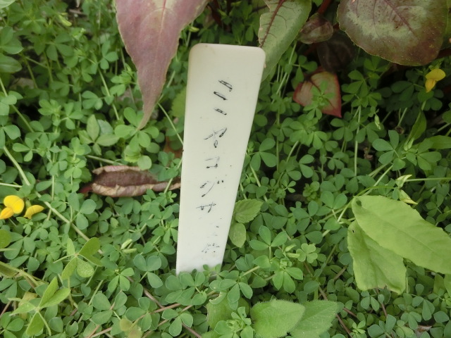 植物編のマメ科のミヤコグサ（都草）